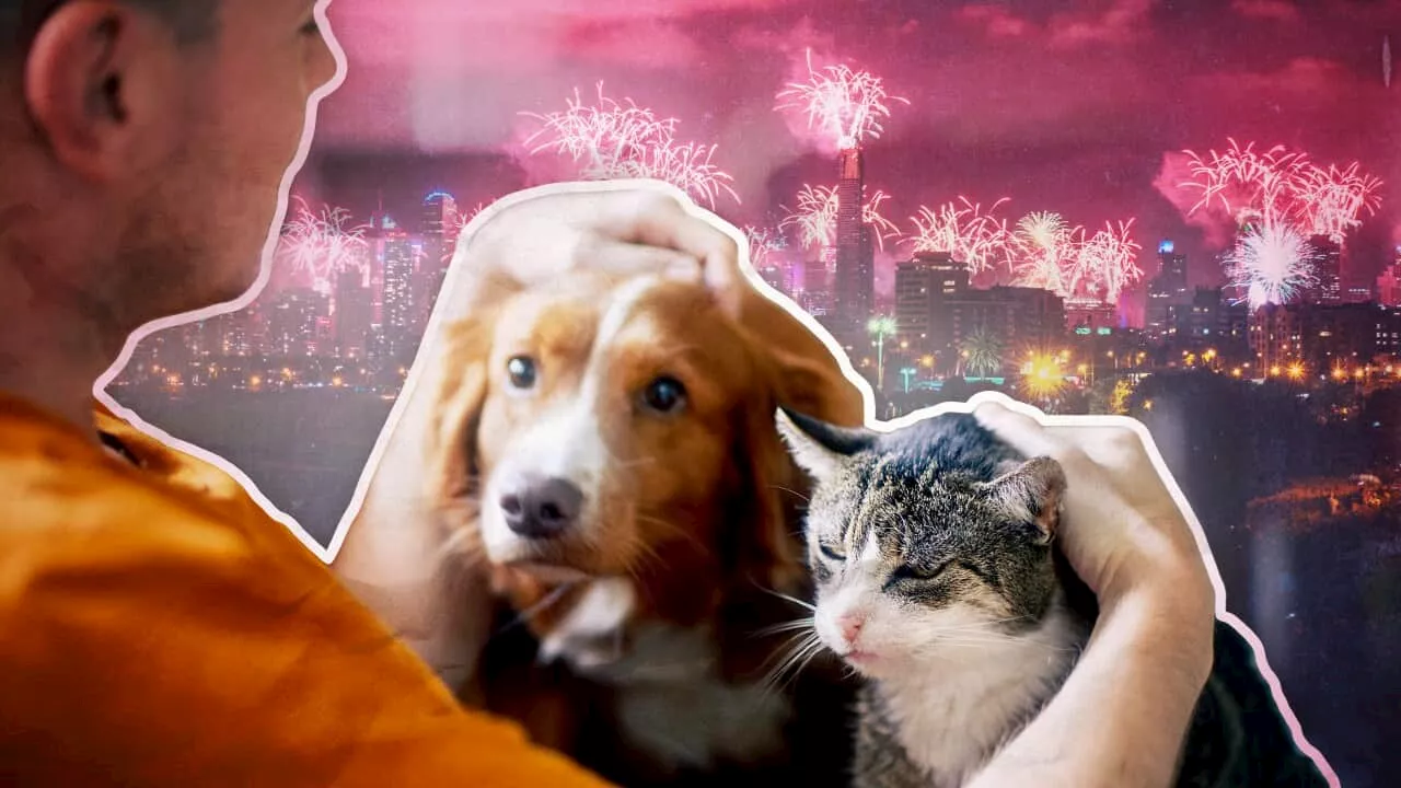 Fireworks cause animals 'immense distress'. Here's how to protect your pets