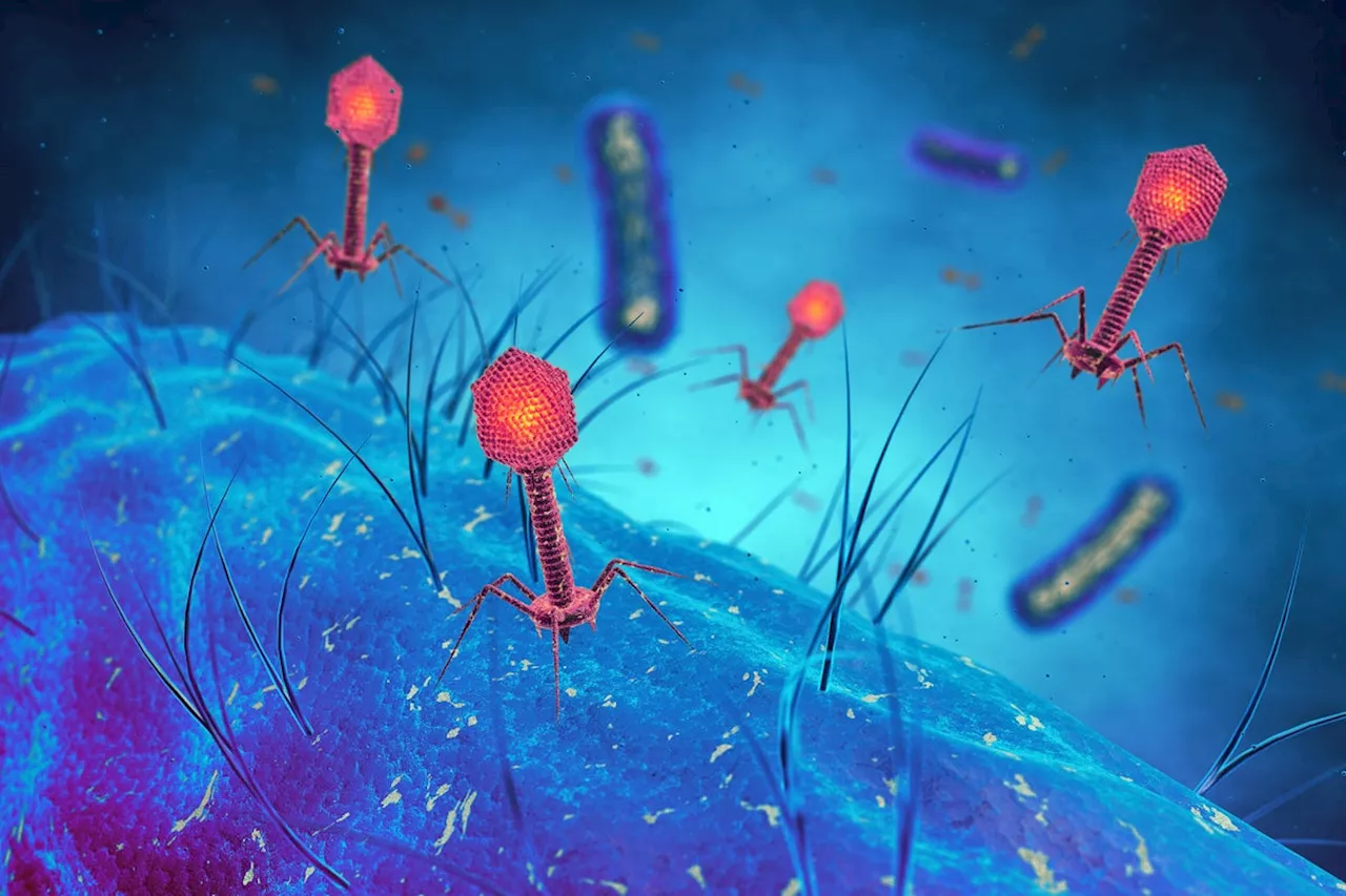 Nearly Forgotten 'Phage Therapy' Fights Antibiotic Resistance