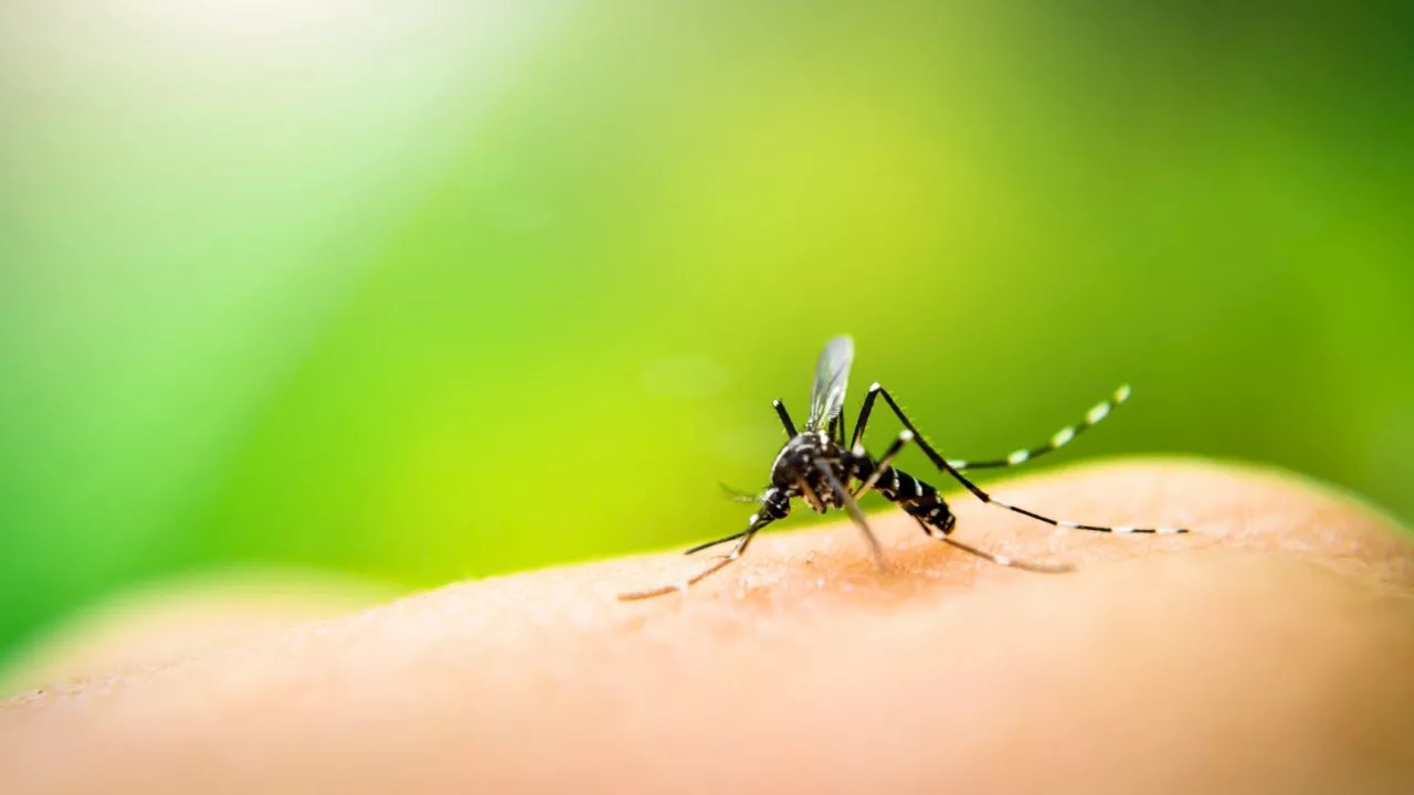 Victorians put on high alert over mosquito-borne diseases