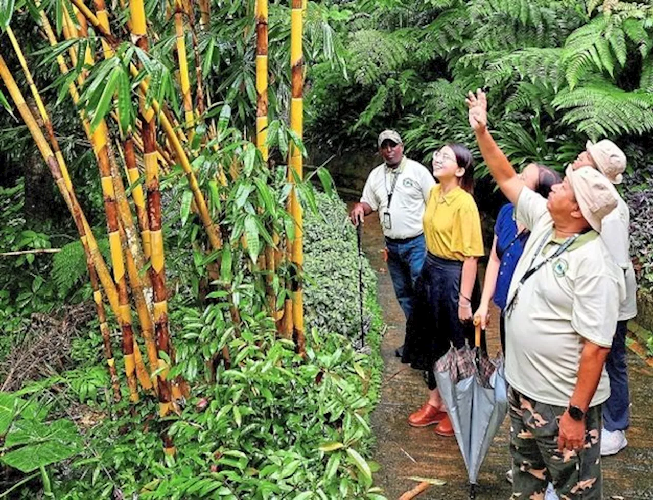 Happy guardians of Penang Hill: Retirees, volunteers share their love of nature