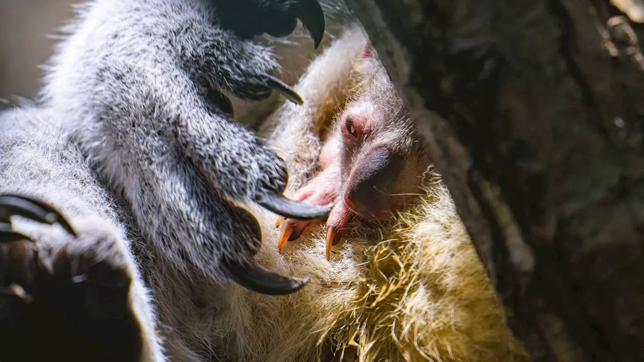 Wieder Nachwuchs im Duisburger Koala-Haus