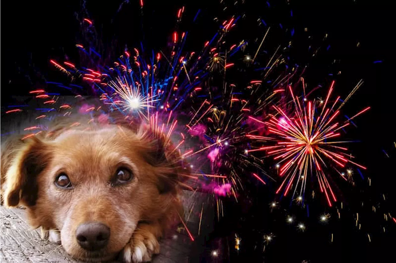 Pet Owners Urged to Keep Animals Calm During New Year's Eve Fireworks