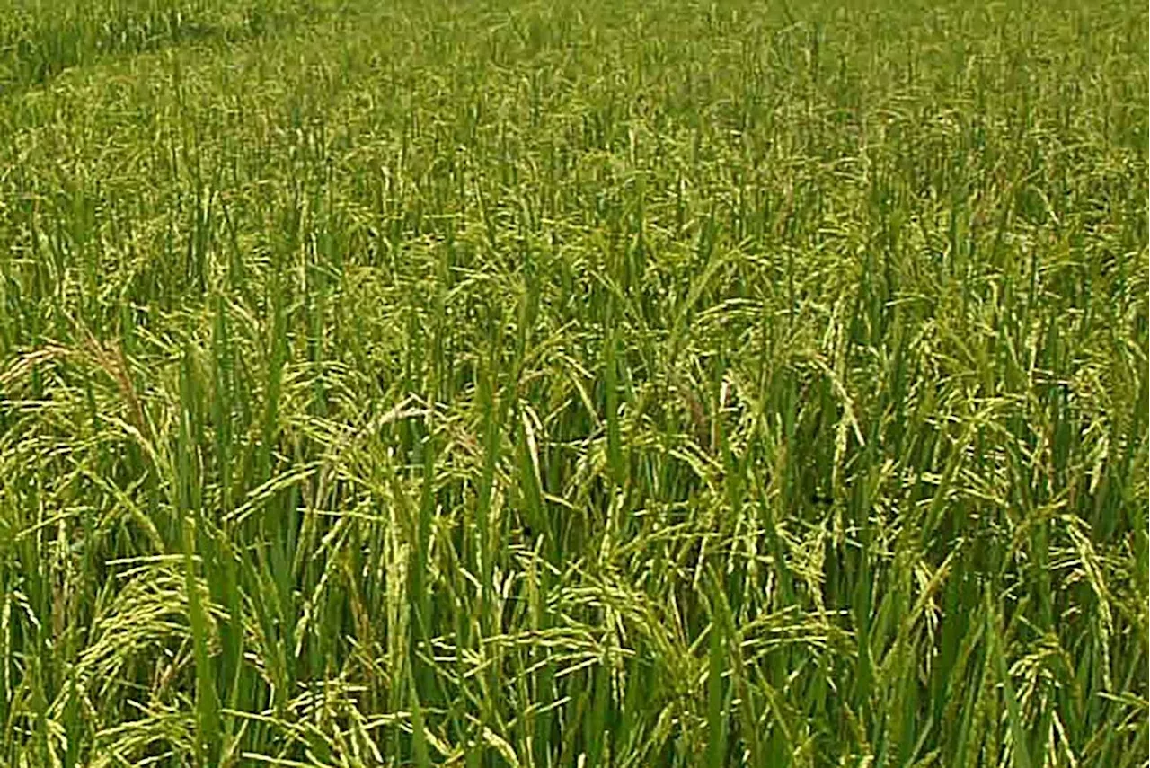 PhilRice Finds New Low-GI Rice Varieties