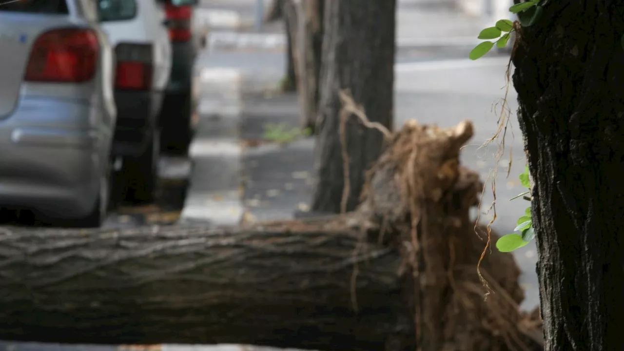 Tragedia a Roma: donna morta schiacciata da un albero in festa