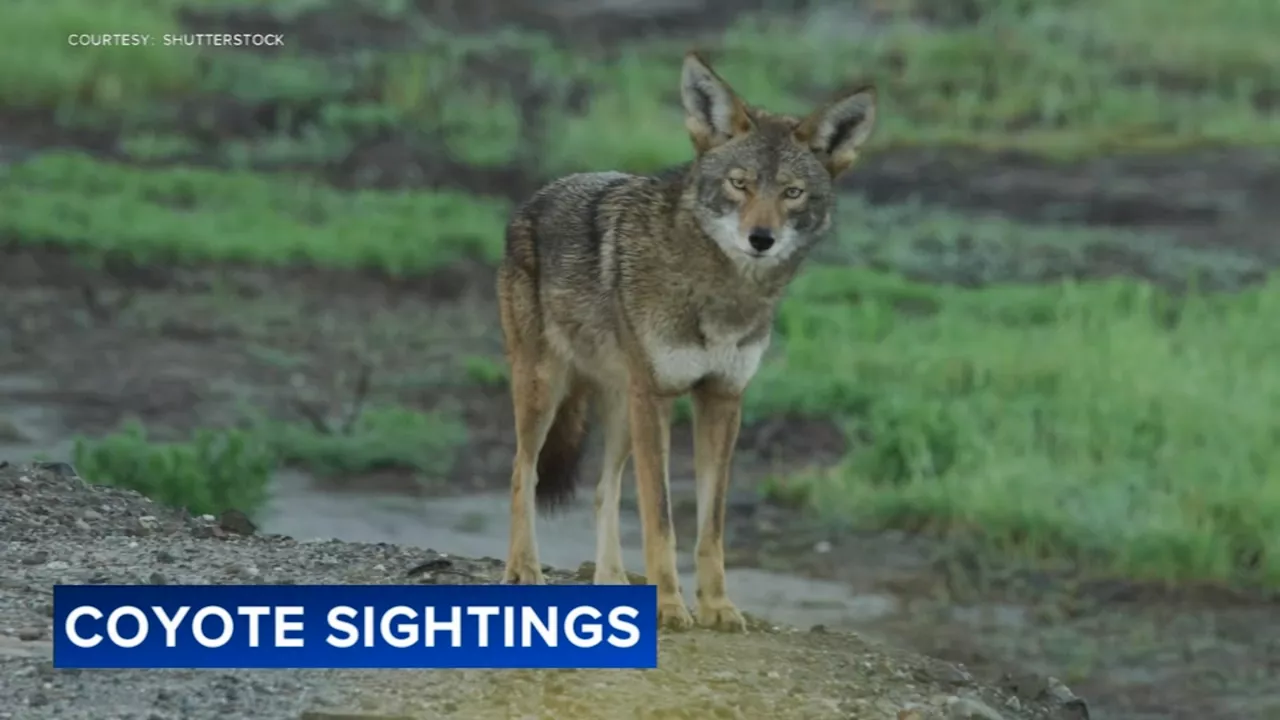 Coyote sightings increase in the Philadelphia suburbs as the population grows