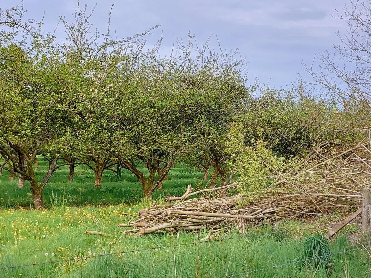 130 hectares de pommiers seront finalement arrachés près de Dieppe