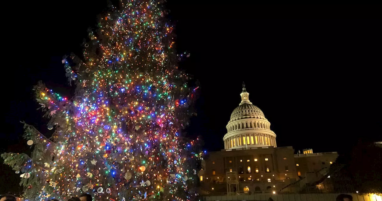 Christmas tree from Alaska lights up the U.S. Capitol