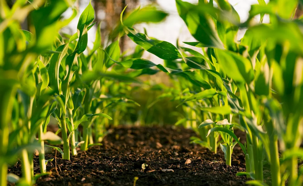 Can We Save Our Soil? UN Summit Seeks Answers #COP16