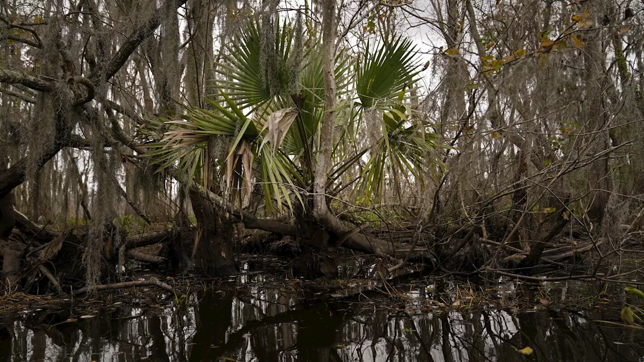 To save a dying swamp, Louisiana aims to restore the Mississippi River's natural flow