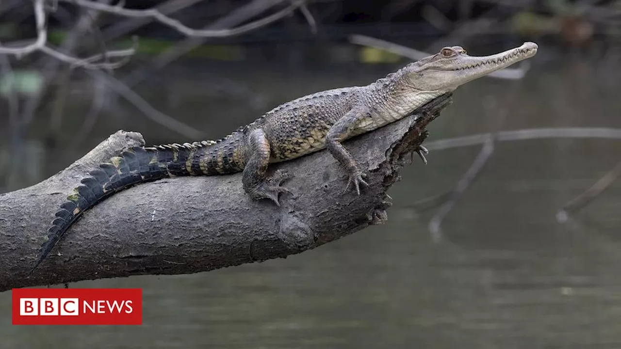 Novas descobertas na Bacia do Congo destacam biodiversidade e necessidades urgentes de conservação