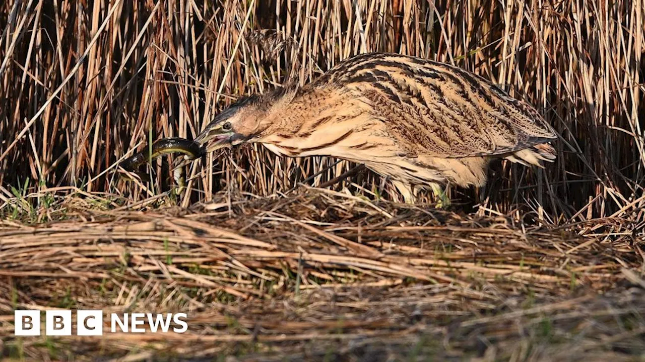 Northumberland Wildlife Trust hopes bitterns begin to breed