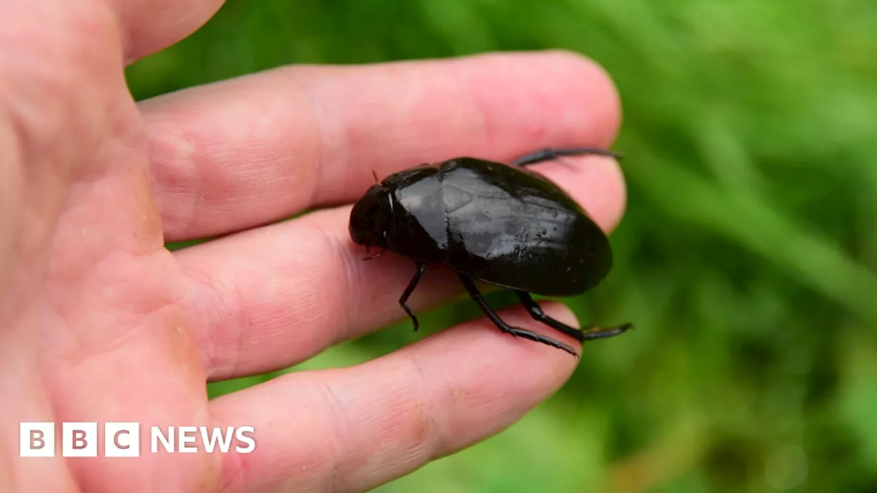 Rare Beetle Species Rediscovered in Dorset After 200 Years