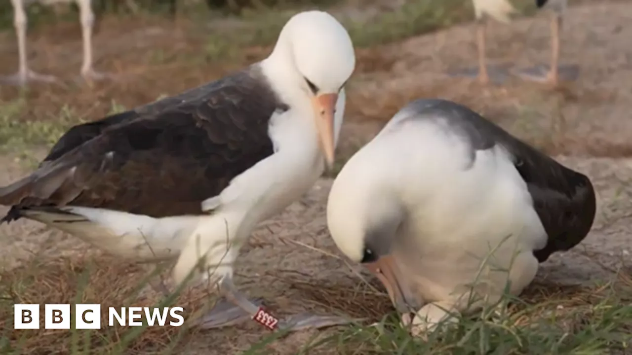 Wisdom: World's oldest known wild bird lays egg at '74'