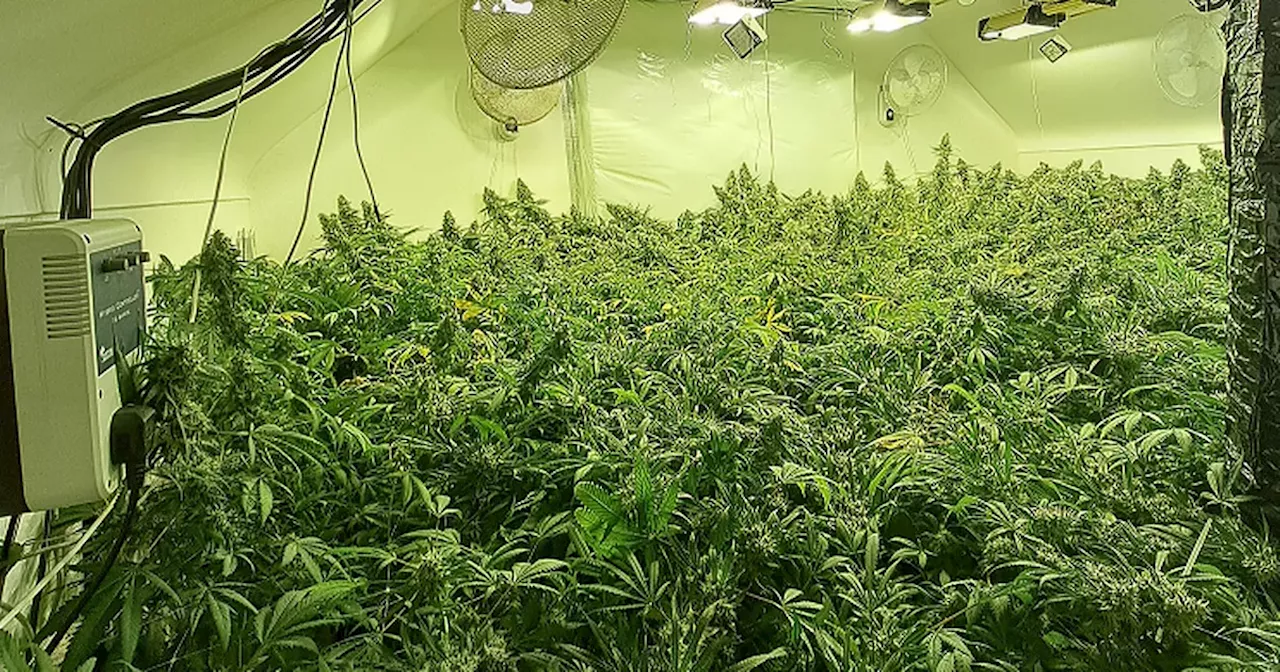 Man arrested after “sophisticated cannabis factory” discovered