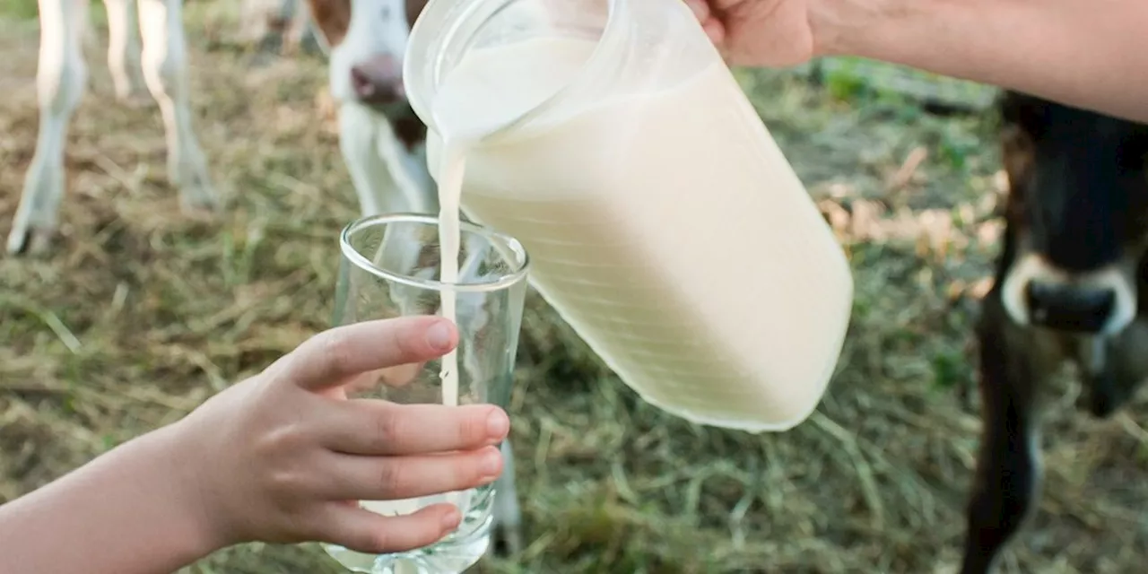 Critical Warning for Raw Milk Drinkers as Bird Flu Cases Surge