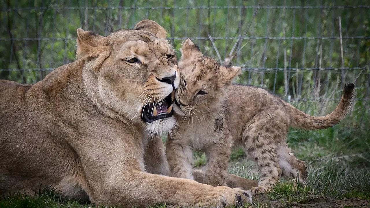 Claudio Zavatta Circus Surrenders Lions and Cubs to Animal Advocacy Group