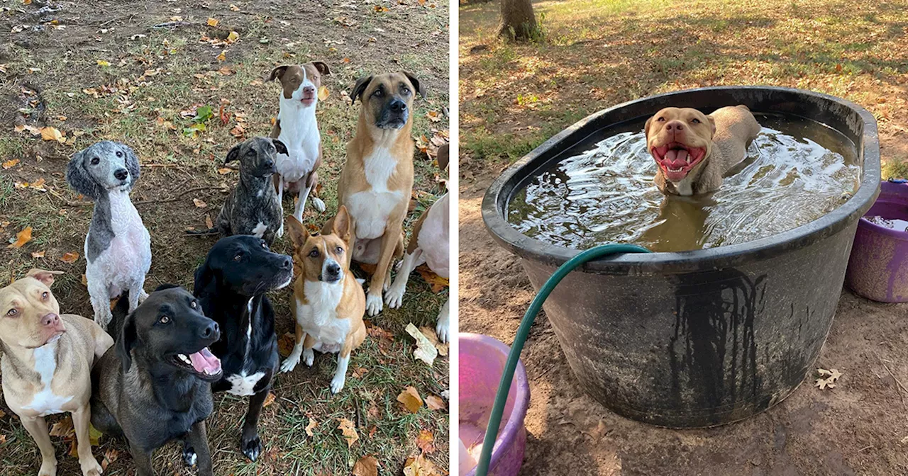 This Couple Made Their Home A Sanctuary For 12 Rescue Dogs