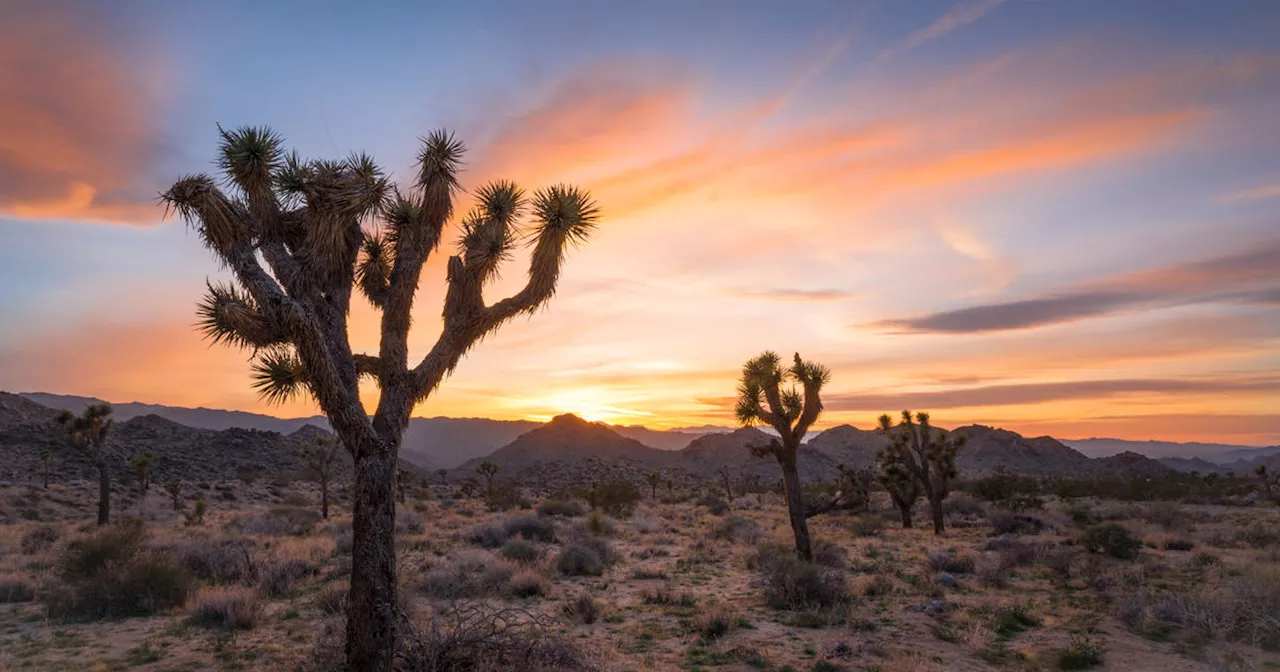 Joshua Tree National Park raises campground fees, matching increase in popularity