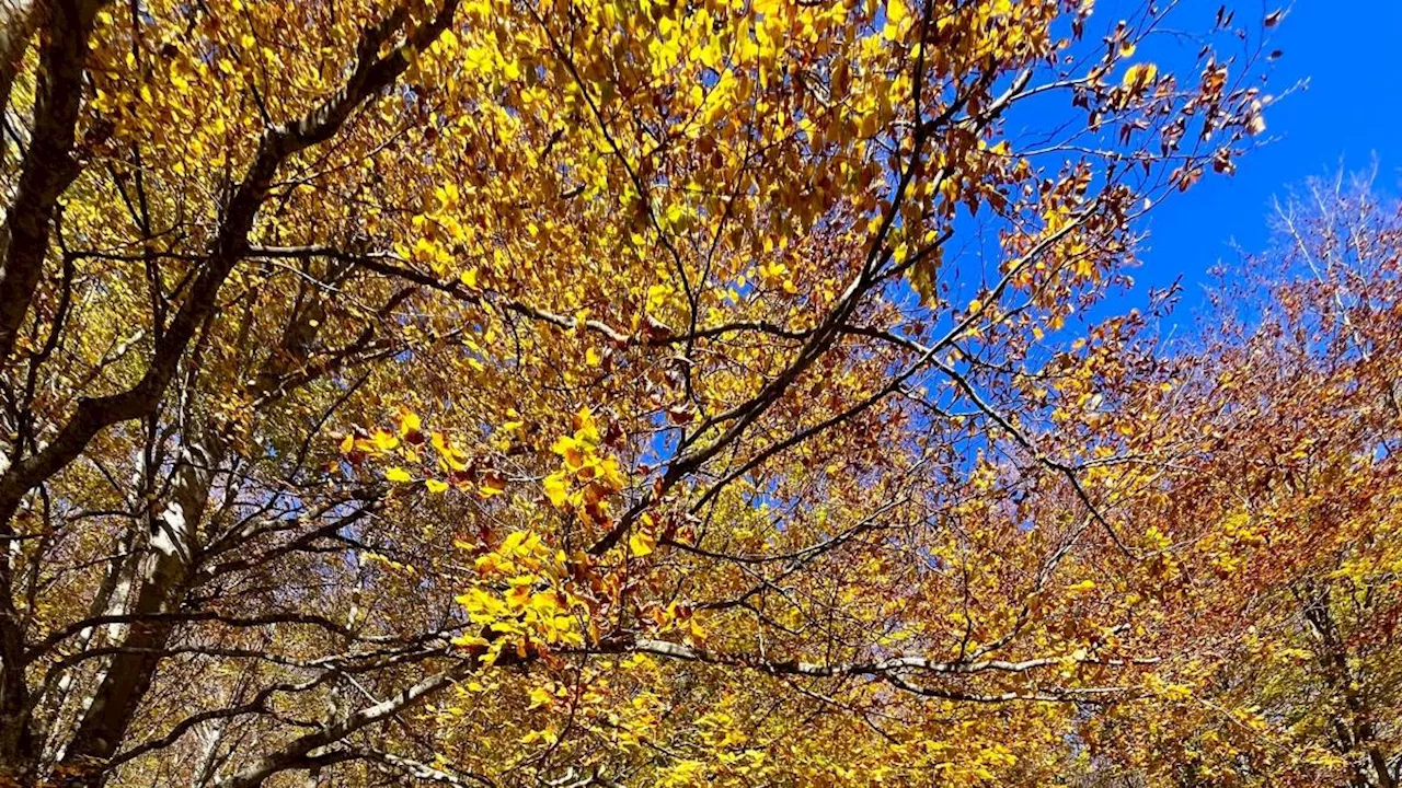 Nella foresta di Cinquemiglia tra faggi, laghi e volpi dove il tempo si è fermato