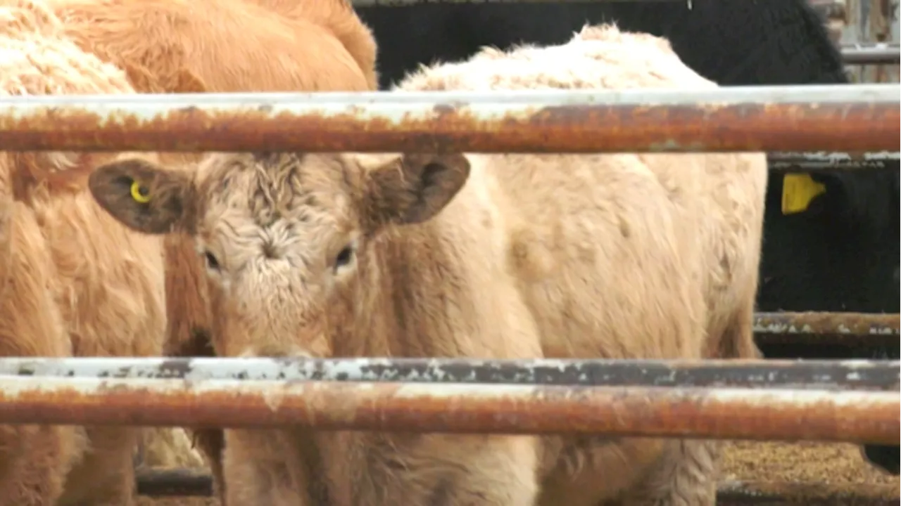 Alberta cattle producers express optimism in wake of Trump's tariff threat