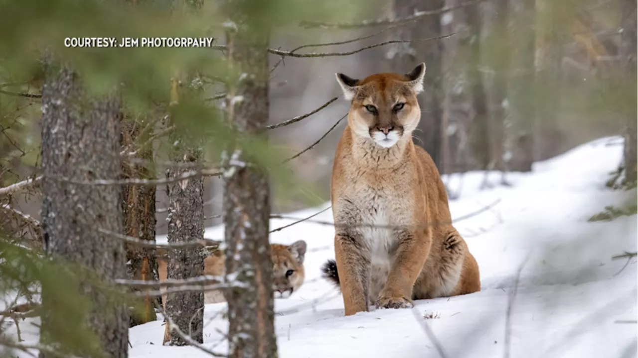 Alberta expands cougar hunting as critics express safety and conservation concerns