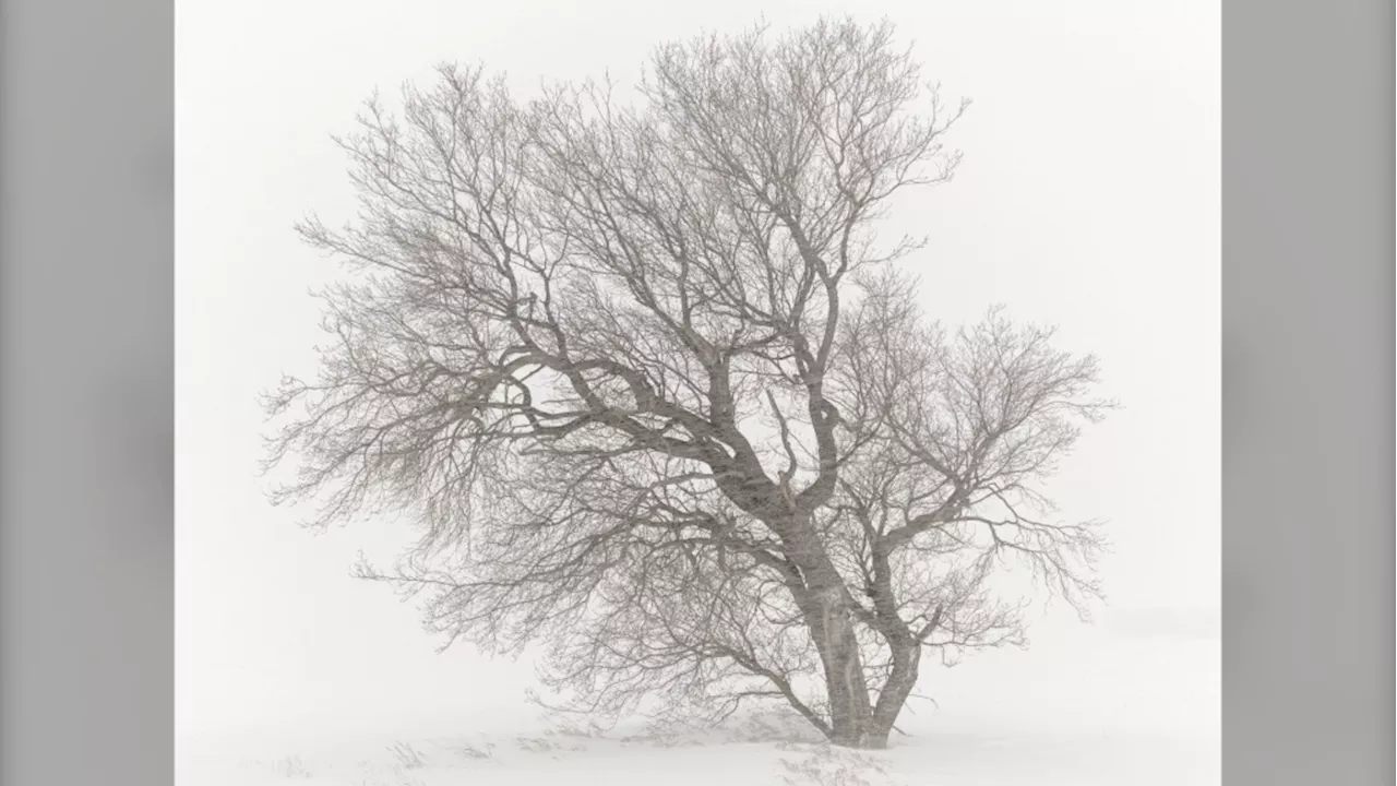 Alberta photographer braves frigid storms to capture the beauty of Canadian winters