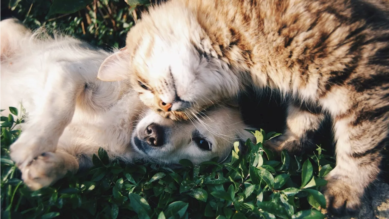 Calgary could consider banning retail sale of dogs, cats and rabbits