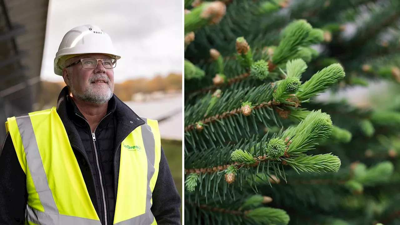 BeGreen Investeras I Storskalig Solenergi På Skogsmark