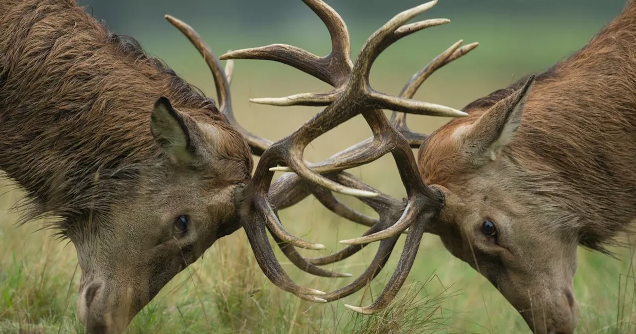 Only eagle-eyed people can spot hidden deer in winter forest scene