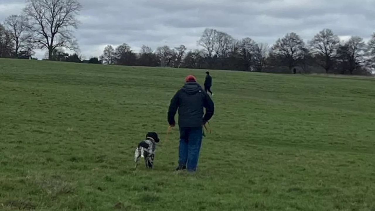 Police Search for Dog Owner After Deer Mauled to Death in Richmond Park