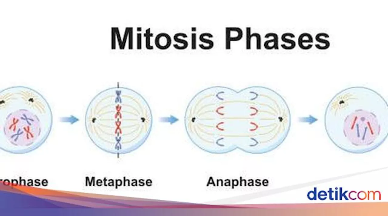 Pembelahan Mitosis: Ciri, Tahapan, dan Bedanya dengan Meiosis