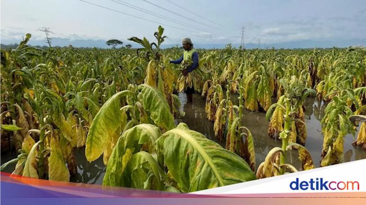 Diversifikasi Tembakau Ramai Dibahas, Petani Buka Suara