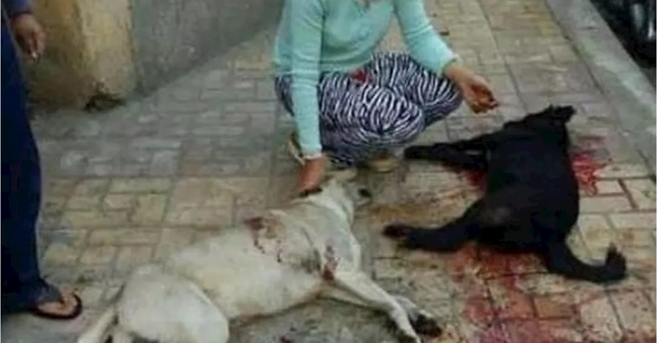 Campaña internacional contra la matanza de perros en Marruecos por el Mundial 2030