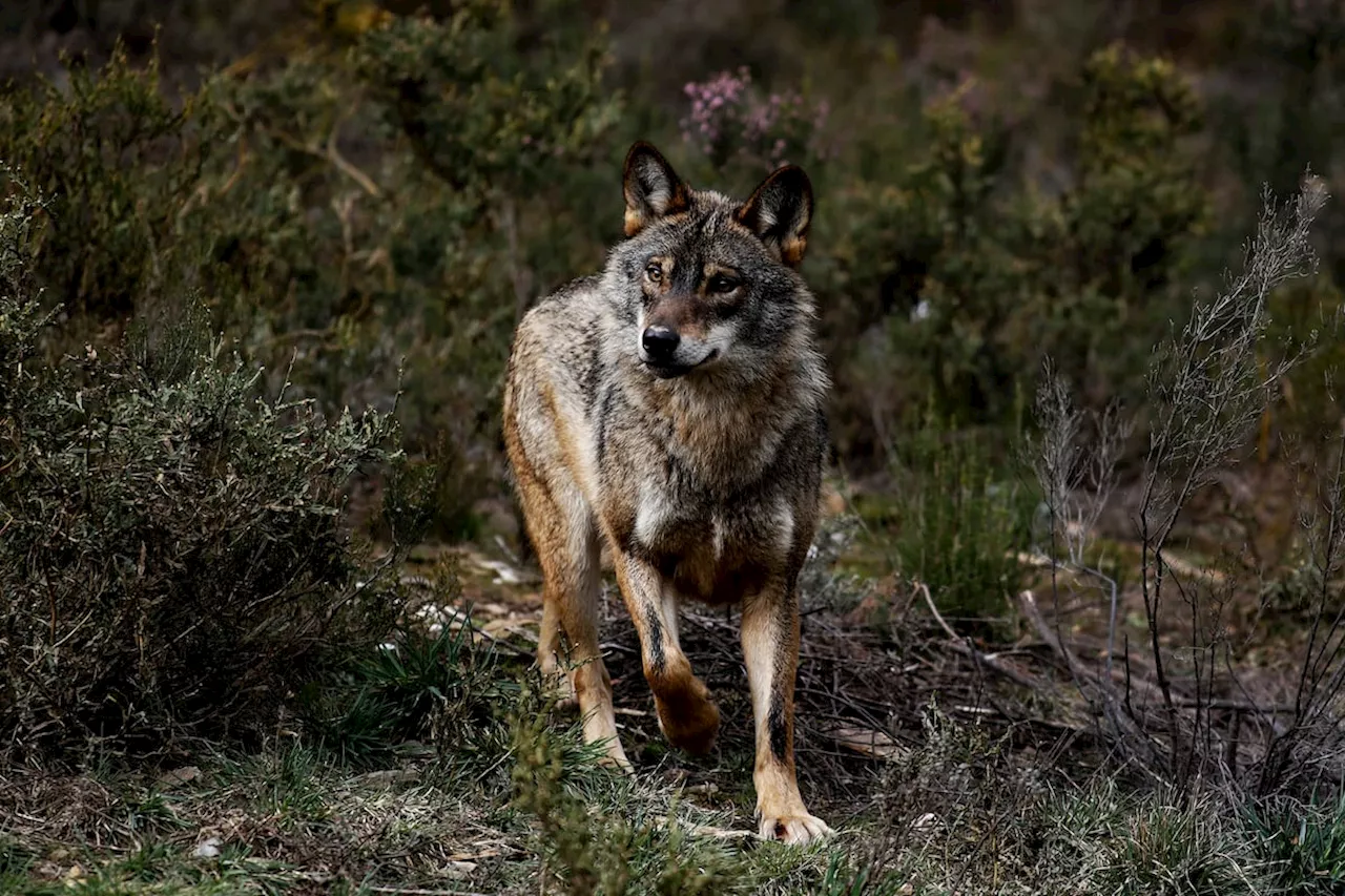 La UE consigue rebajar la protección internacional del lobo