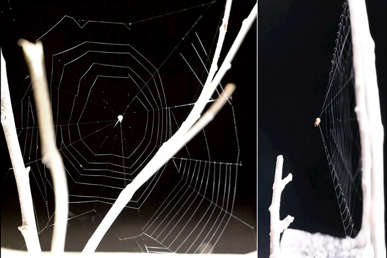 These Spiders Launch Their Webs at Prey. Here’s How They’re So Deadly Accurate