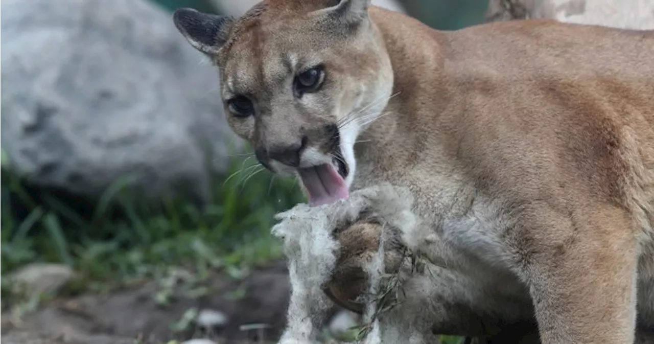 Alberta government expands cougar hunting areas, quotas