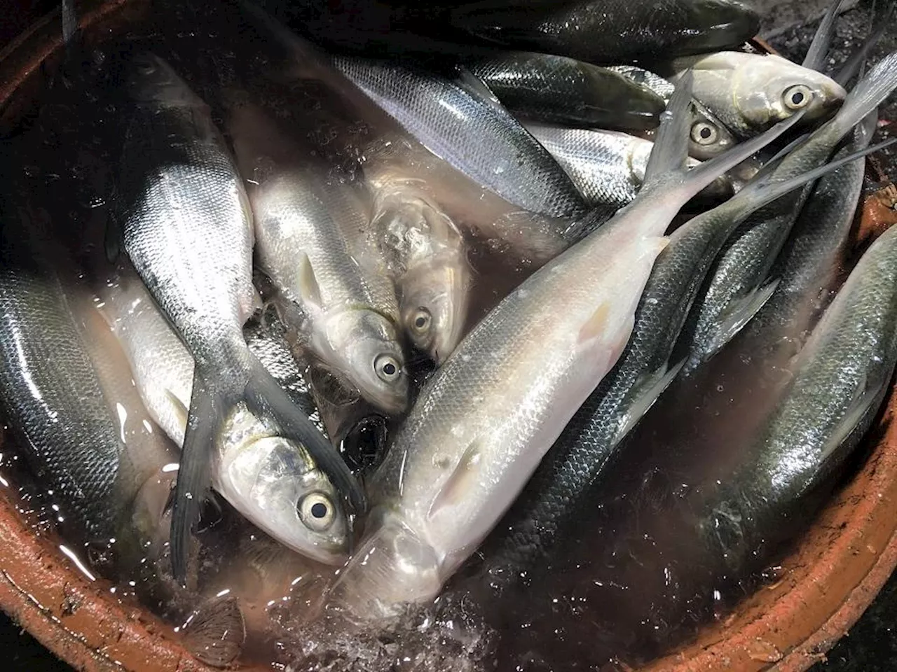 Milkfish Prices Soar in Dagupan City’s Magsaysay Fish Market Amid Holiday Season Shortages