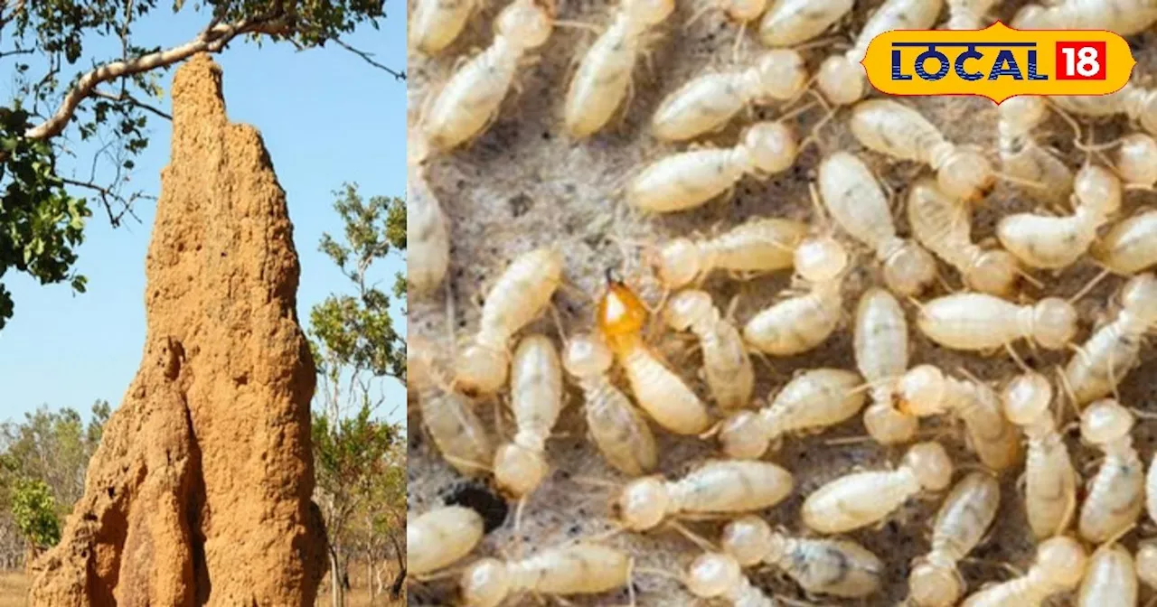 Remove Termites From Land: किसान जमीन से दीमक को खत्म करने के लिए करें ये उपाय, जड़ से खत्म होगी समस्या