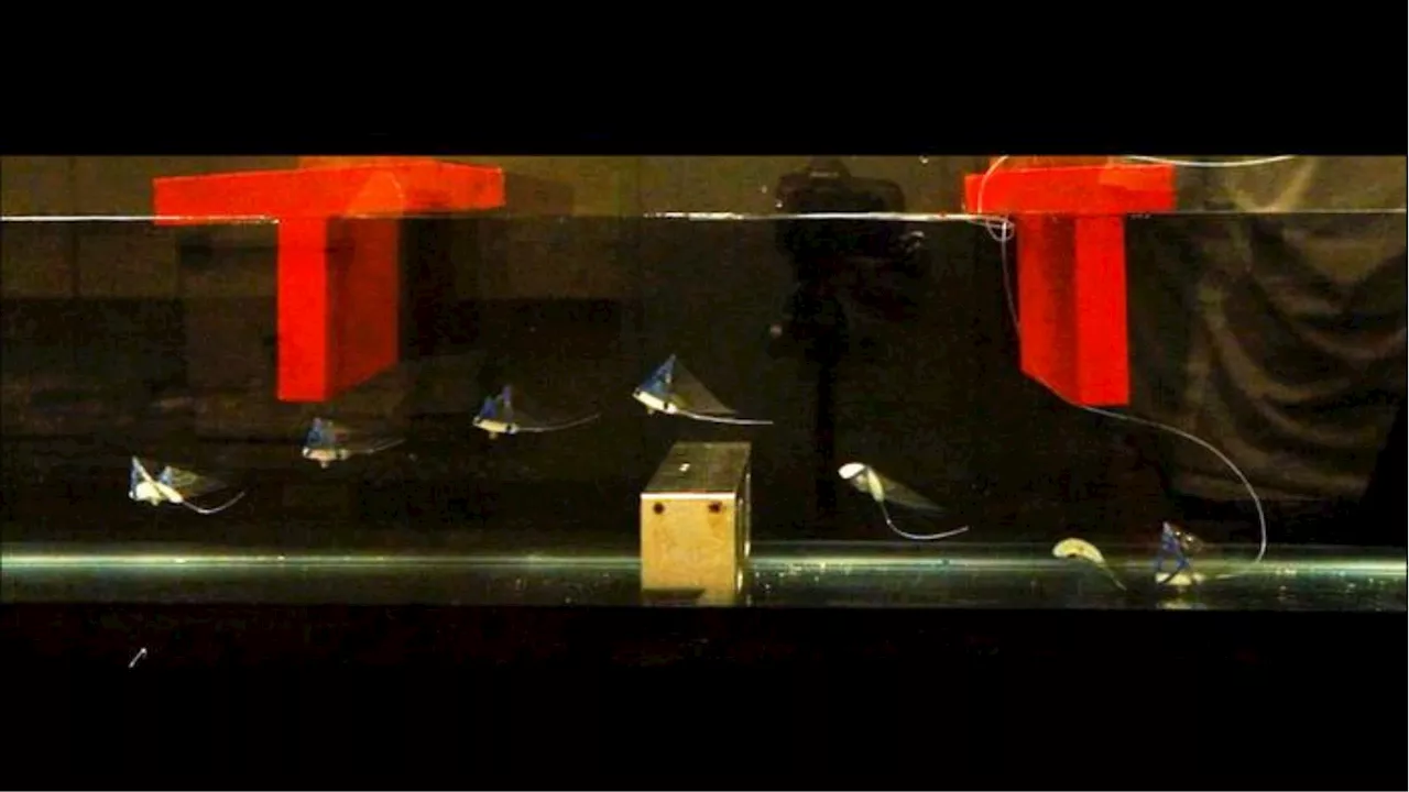 Fastest swimming soft robot inspired by manta rays reaches 6.8 body lengths/second