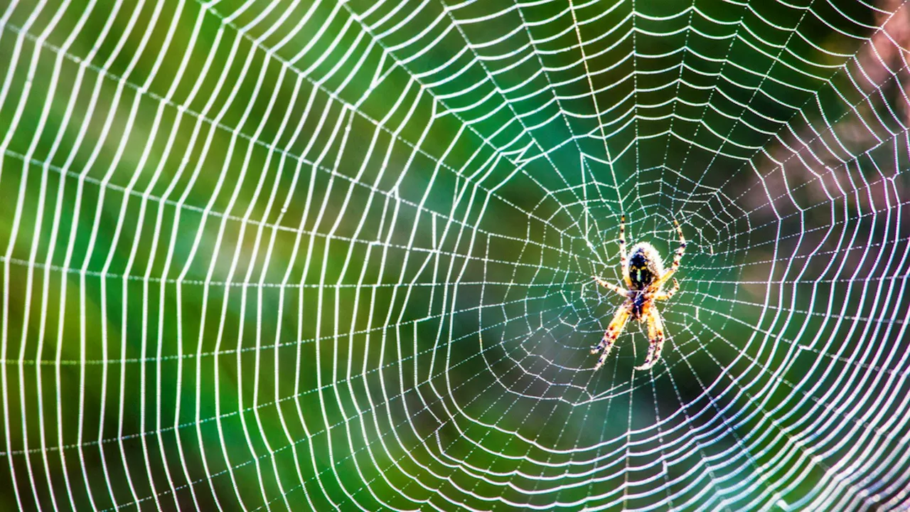 Slingshot spiders launch ‘ballistic web’ when they hear approaching prey