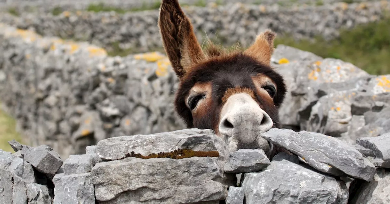 Romantic desires of escaped donkey lead to rider’s personal injuries claim against Dublin farmer