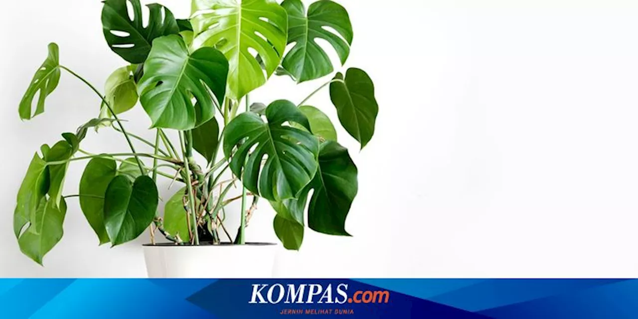 5 Penyebab Daun Monstera Menggulung dan Cara Mengatasinya