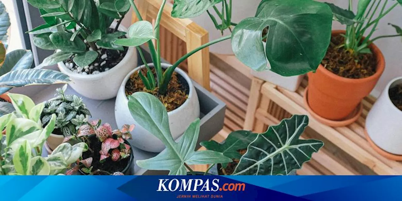 6 Tanaman Hias Penyerap Bau, Rumah Lebih Harum dan Sehat