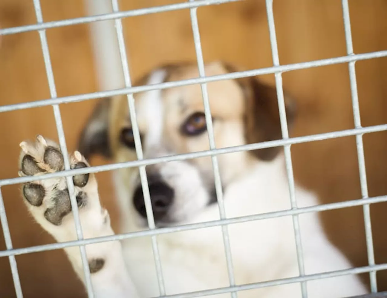 Abandoning a dog in Texas is a crime: What are the penalties?