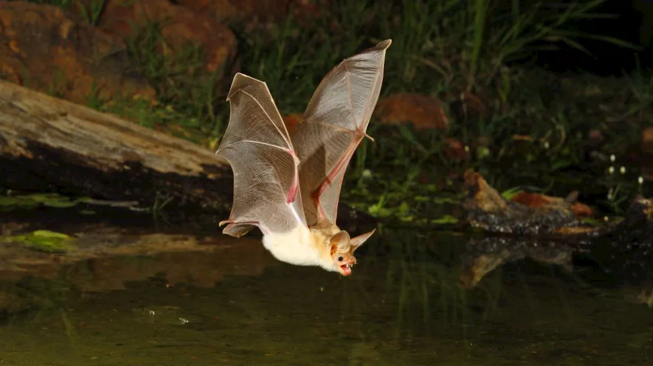 California teacher dies after she was bitten by a bat inside a classroom