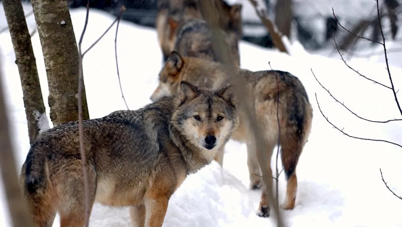 Décision historique sur la protection des loups : des réactions contrastées en Aveyron