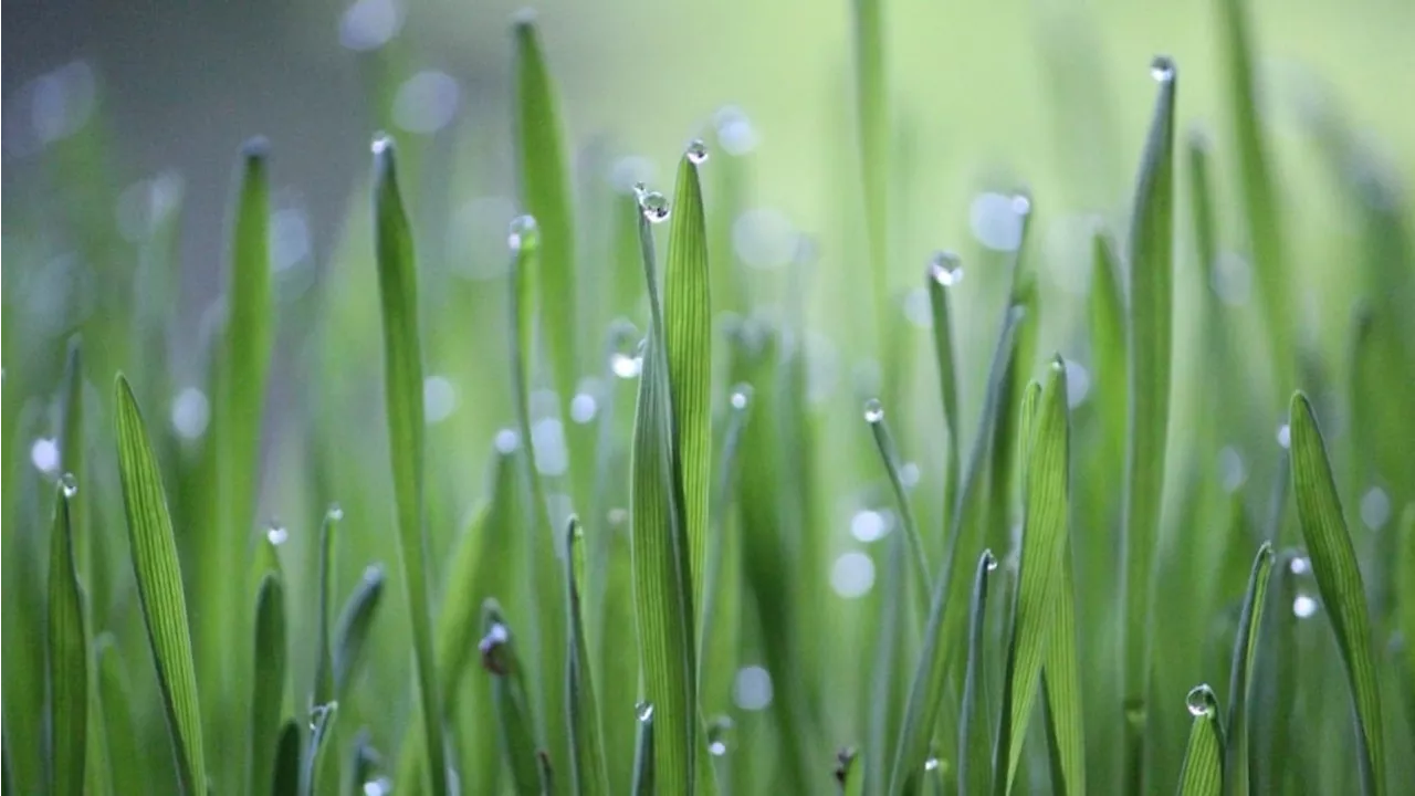 Tradition de la Sainte-Barbe : pourquoi ce 4 décembre les Provençaux plantent-ils du blé ?