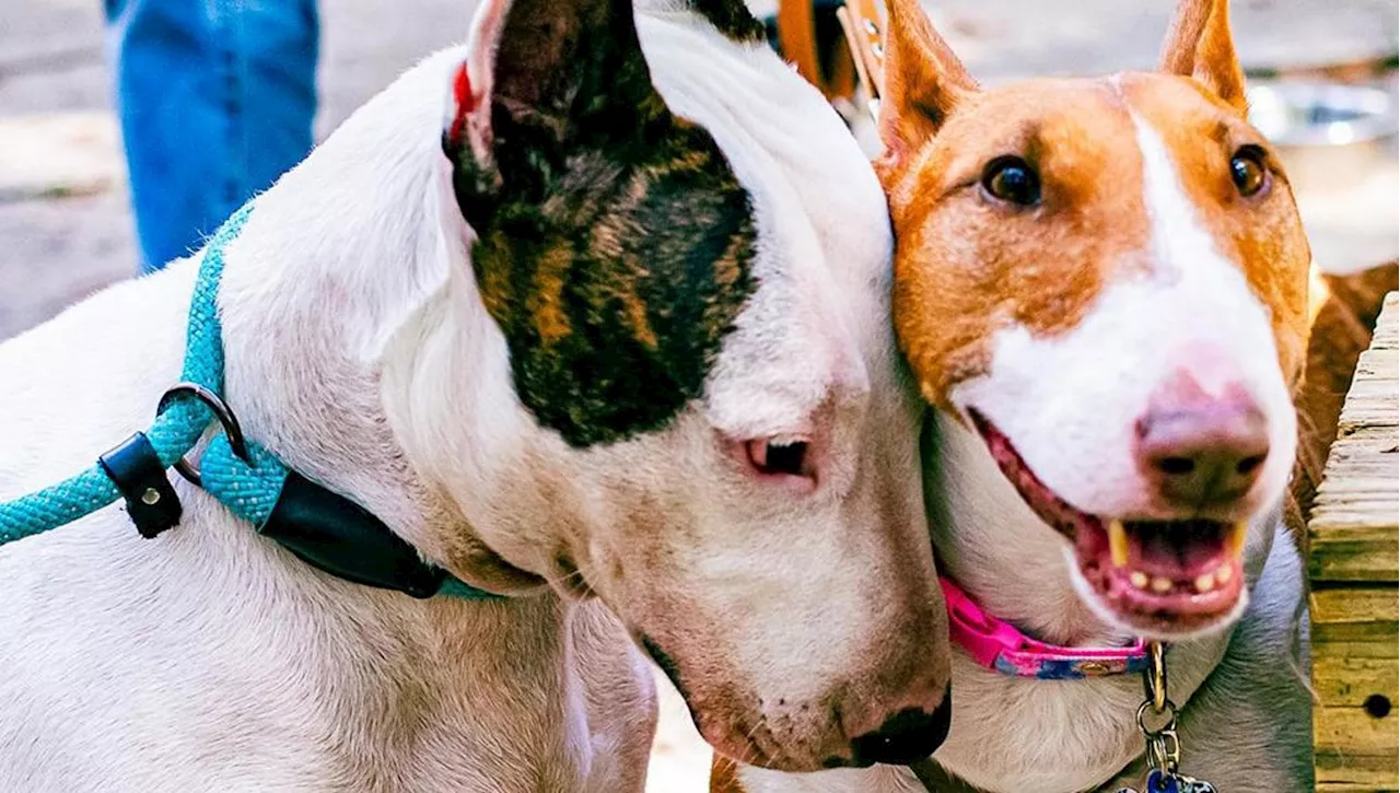 Trooper, il cane legato durante l'uragano Milton, trova finalmente una nuova casa