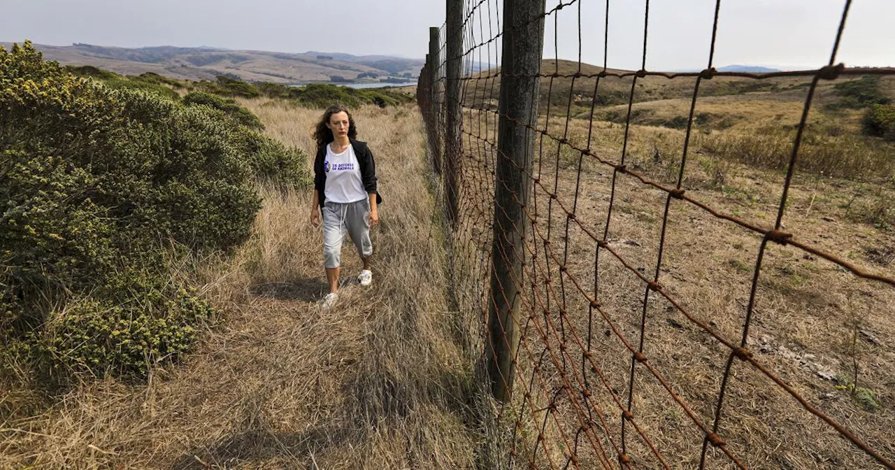 The Point Reyes tule elk will finally roam free, Park Service announces