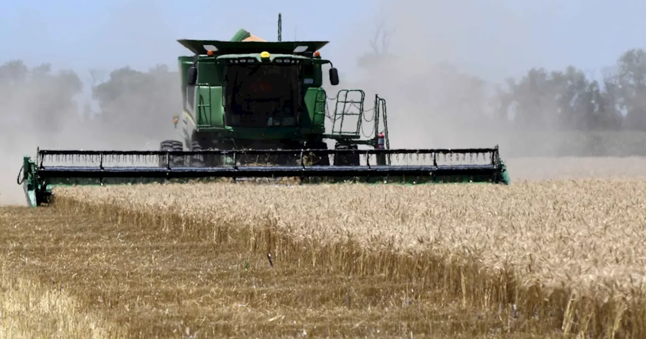 Por la “guerra comercial” con Estados Unidos, China podría volver a comprar trigo argentino